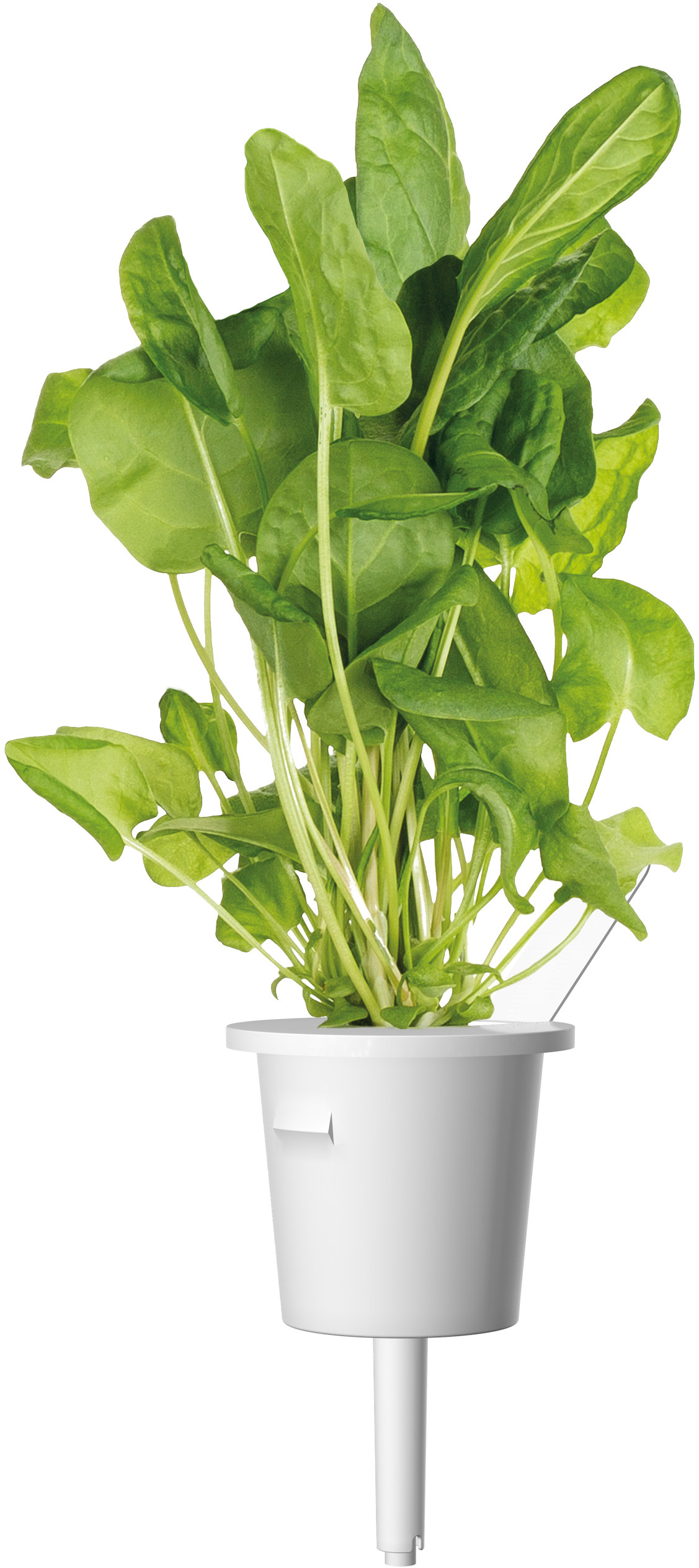 Click & Grow  Plant Pod Salad Mix 9tk